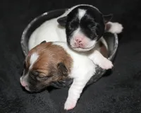 Rune Broken Coat Shorty, a female Jack Russell Terrier for sale in Apple Valley, CA – Photo 1 of 4