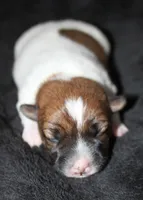 Rune Broken Coat Shorty, a female Jack Russell Terrier for sale in Apple Valley, CA – Photo 2 of 4