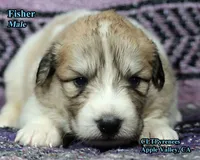 AKC Champion bloodline, a male Great Pyrenees for sale in Apple Valley, CA – 8 of 8