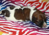 Rough Female Short, a female Jack Russell Terrier for sale in Apple Valley, CA – Photo 2 of 2