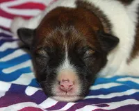 Rough Female Short, a female Jack Russell Terrier for sale in Apple Valley, CA – Photo 1 of 2