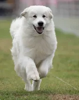 River AKC Champion Pedigree , a male Great Pyrenees for sale in Apple Valley, CA – 2 of 7