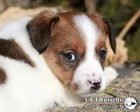 Schnitzel (Octoberfest Theme), a female Jack Russell Terrier for sale in Apple Valley, CA – Photo 3 of 5