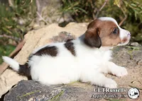 Schnitzel (Octoberfest Theme), a female Jack Russell Terrier for sale in Apple Valley, CA – Photo 4 of 5