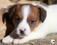 Schnitzel (Octoberfest Theme), a female Jack Russell Terrier for sale in Apple Valley, CA – Photo 5 of 5