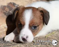 Schnitzel (Octoberfest Theme), a female Jack Russell Terrier for sale in Apple Valley, CA – Photo 1 of 5