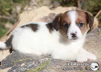 Schnitzel (Octoberfest Theme), a female Jack Russell Terrier for sale in Apple Valley, CA – Photo 2 of 5