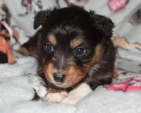 Matilda - Female, a female Australian Shepherd for sale in Apple Valley, CA – Photo 2 of 8