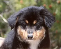 Matilda - Female, a female Australian Shepherd for sale in Apple Valley, CA – Photo 1 of 8