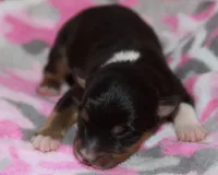 Matilda - Female, a female Australian Shepherd for sale in Apple Valley, CA – Photo 5 of 8