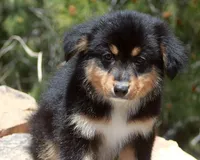 Matilda - Female, a female Australian Shepherd for sale in Apple Valley, CA – Photo 7 of 8