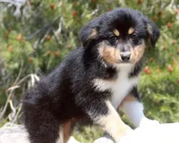 Matilda - Female, a female Australian Shepherd for sale in Apple Valley, CA – Photo 6 of 8