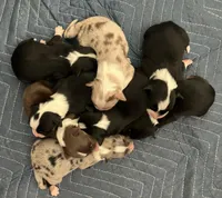 Matilda - Female, a female Australian Shepherd for sale in Apple Valley, CA – Photo 3 of 8