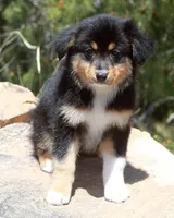 Matilda - Female, a female Australian Shepherd for sale in Apple Valley, CA – Photo 8 of 8