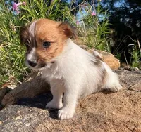 Short Rough Male, a male Jack Russell Terrier for sale in Apple Valley, CA – Photo 1 of 4