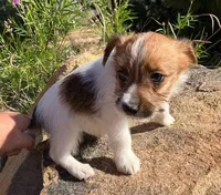 Short Rough Male, a male Jack Russell Terrier for sale in Apple Valley, CA – Photo 2 of 4