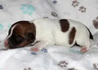 Short Rough Male, a male Jack Russell Terrier for sale in Apple Valley, CA – Photo 4 of 4