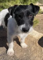 Black Broken Coat Shorty, a female Jack Russell Terrier for sale in Apple Valley, CA – Photo 4 of 7