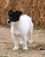 Black Broken Coat Shorty, a female Jack Russell Terrier for sale in Apple Valley, CA – Photo 2 of 7
