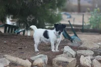 Black Broken Coat Shorty, a female Jack Russell Terrier for sale in Apple Valley, CA – Photo 5 of 7