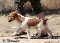 Black Broken Coat Shorty, a female Jack Russell Terrier for sale in Apple Valley, CA – Photo 7 of 7