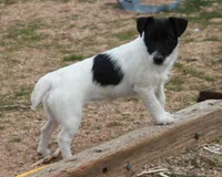 Black Broken Coat Shorty, a female Jack Russell Terrier for sale in Apple Valley, CA – Photo 3 of 7