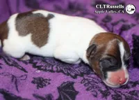 Domino - Smooth Coat, a male Jack Russell Terrier for sale in Apple Valley, CA – 2 of 3