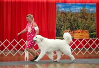 River AKC Champion Pedigree , a male Great Pyrenees for sale in Apple Valley, CA – 5 of 7