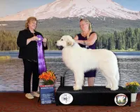 River AKC Champion Pedigree , a male Great Pyrenees for sale in Apple Valley, CA – 7 of 7