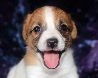 Maui - Short Male, a male Jack Russell Terrier for sale in Apple Valley, CA – Photo 1 of 7