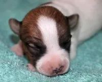 Maui - Short Male, a male Jack Russell Terrier for sale in Apple Valley, CA – Photo 7 of 7