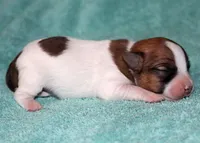 Maui - Short Male, a male Jack Russell Terrier for sale in Apple Valley, CA – Photo 5 of 7