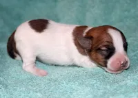 Maui - Short Male, a male Jack Russell Terrier for sale in Apple Valley, CA – Photo 6 of 7