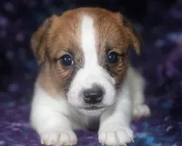 Maui - Short Male, a male Jack Russell Terrier for sale in Apple Valley, CA – Photo 4 of 7