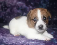 Maui - Short Male, a male Jack Russell Terrier for sale in Apple Valley, CA – Photo 2 of 7