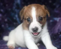 Maui - Short Male, a male Jack Russell Terrier for sale in Apple Valley, CA – Photo 3 of 7
