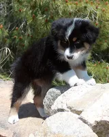 Calypso - Female, a female Australian Shepherd for sale in Apple Valley, CA – Photo 6 of 8