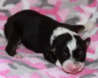 Calypso - Female, a female Australian Shepherd for sale in Apple Valley, CA – Photo 3 of 8