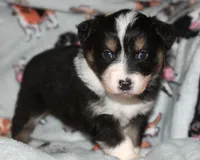 Calypso - Female, a female Australian Shepherd for sale in Apple Valley, CA – Photo 2 of 8
