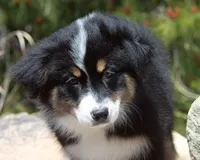 Calypso - Female, a female Australian Shepherd for sale in Apple Valley, CA – Photo 7 of 8