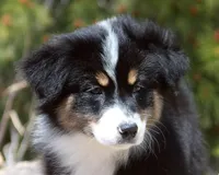 Calypso - Female, a female Australian Shepherd for sale in Apple Valley, CA – Photo 1 of 8