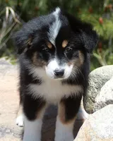 Calypso - Female, a female Australian Shepherd for sale in Apple Valley, CA – Photo 5 of 8