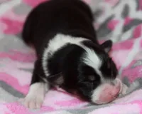 Calypso - Female, a female Australian Shepherd for sale in Apple Valley, CA – Photo 4 of 8