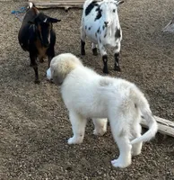 River AKC Champion Pedigree , a male Great Pyrenees for sale in Apple Valley, CA – 7 of 10