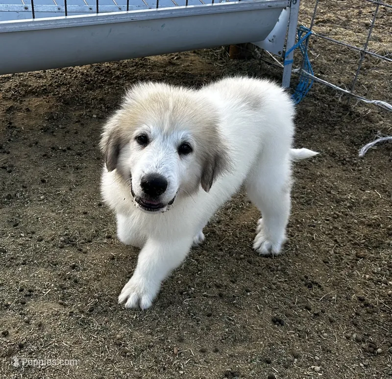 River AKC Champion Pedigree  – Great Pyrenees puppy for sale in Apple Valley, CA