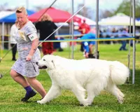 River AKC Champion Pedigree , a male Great Pyrenees for sale in Apple Valley, CA – 3 of 7