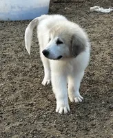 River AKC Champion Pedigree , a male Great Pyrenees for sale in Apple Valley, CA – 8 of 10