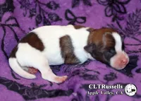 Dallas - Smooth Coat, a male Jack Russell Terrier for sale in Apple Valley, CA – 3 of 3