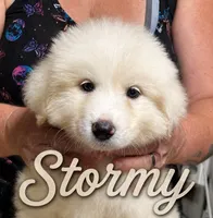 Stormy AKC Champion bloodline, a male Great Pyrenees for sale in Apple Valley, CA – 6 of 6