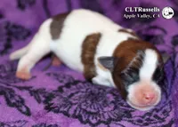 Dallas - Smooth Coat, a male Jack Russell Terrier for sale in Apple Valley, CA – 2 of 3